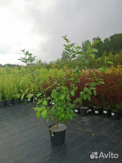 Дерен белый Sibirica/С15