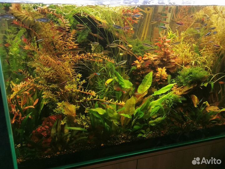 Аквариумные растения, прополка