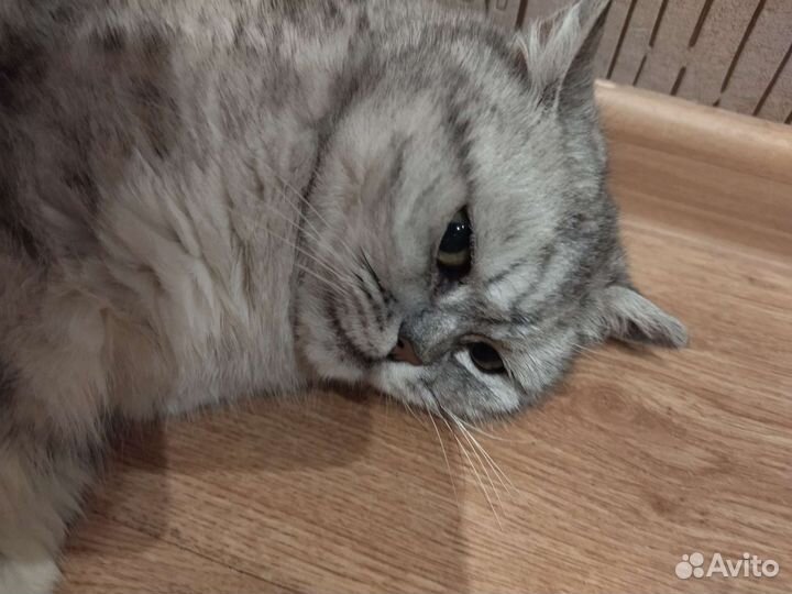 Кошка в добрые руки