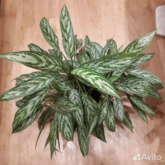 Аглаонема Silver Queen