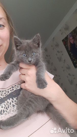 Кошечка в добрые руки