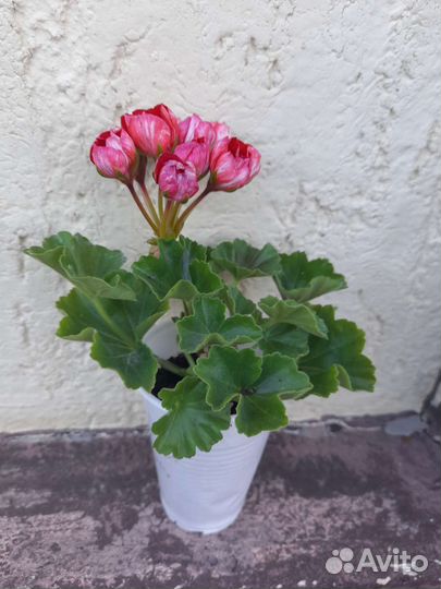 Пеларгония герань