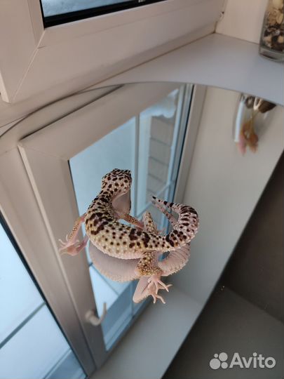 Иранский эублефар