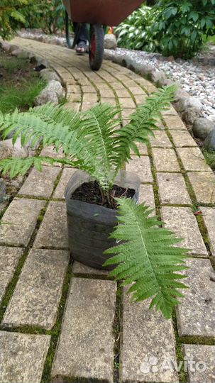 Папоротник садовый многолетний