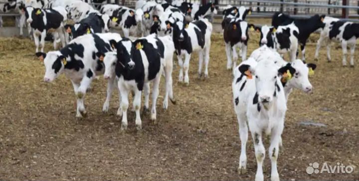 Телята бычки