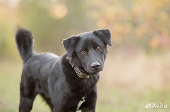 Собака из приюта