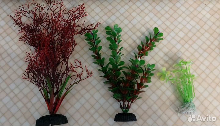 Аквариумные растения