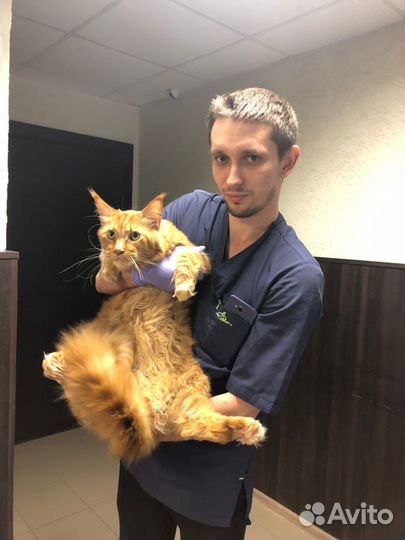 Ветеринарный врач