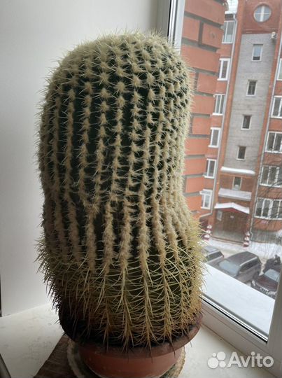 Кактус эхинокактус высота 65 см