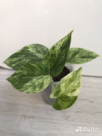 Сциндапсус Марбл Квин (Marble Queen)