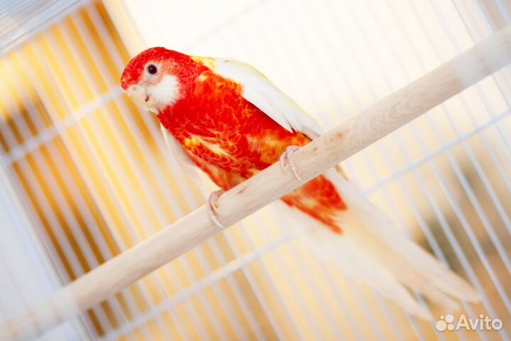 Розелла рубиновая птенцы