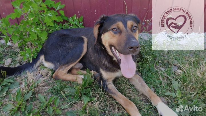 Прекрасный умный пёс Майло ищет Хозяина и Друга