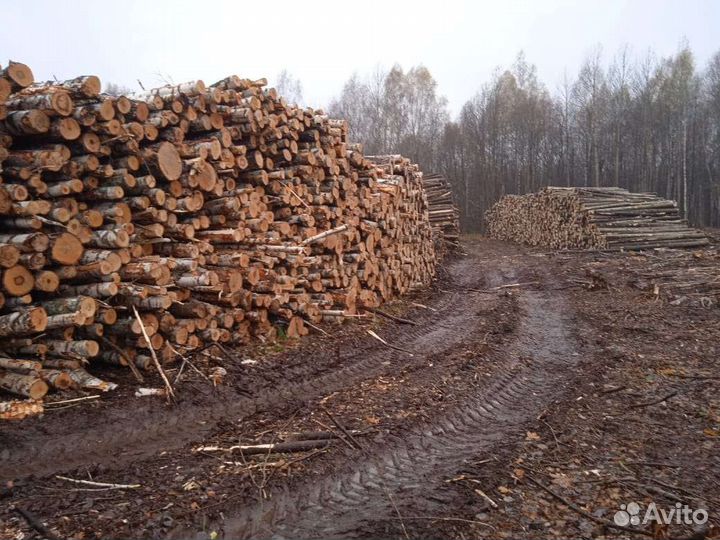 Лес кругляк пиловочник