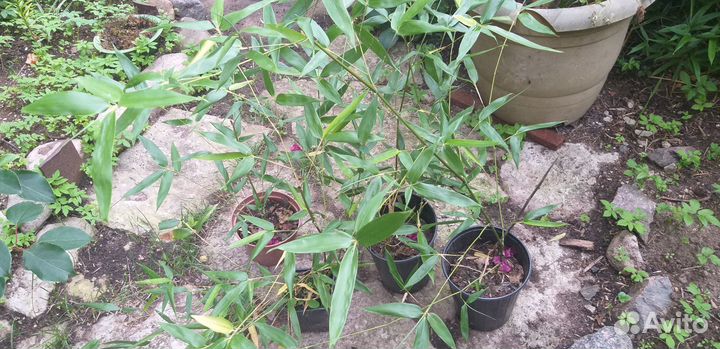 Бамбук Phyllostachys bissetii