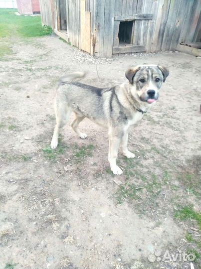 Собака, Пёс. Отдам