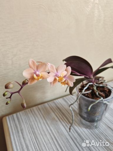 Орхидеи фаленопсис парфюмерная фабрика 