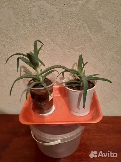 Разные комнатные цветы