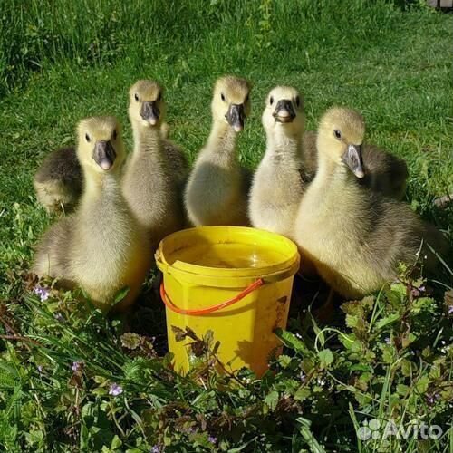 Домашняя птица