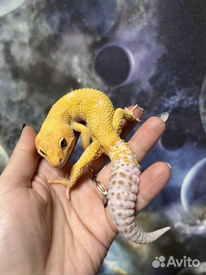 Самец эублефара