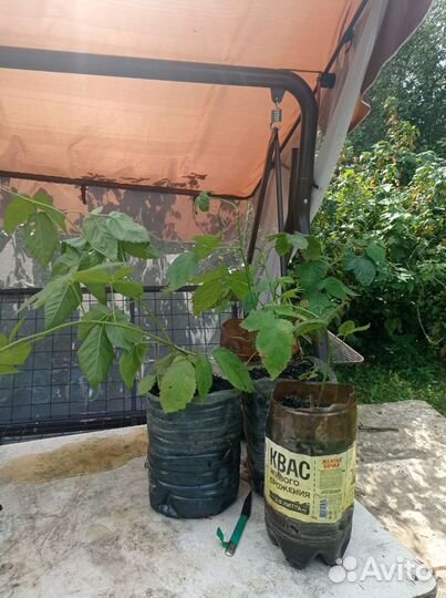 Ежевика бесшипная