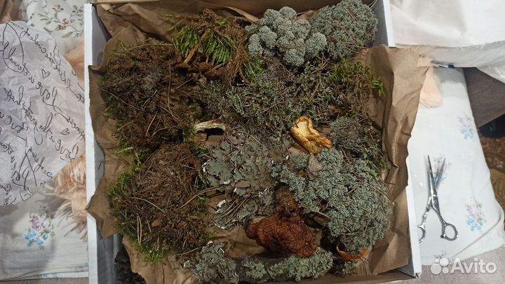 Мох и товары для творчества
