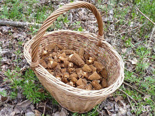 Сморчки свежие сбор будет на выходных