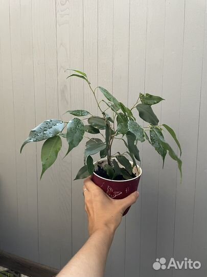 Фикус бенджамина