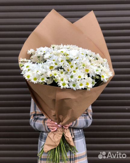 Цветы хризантемы