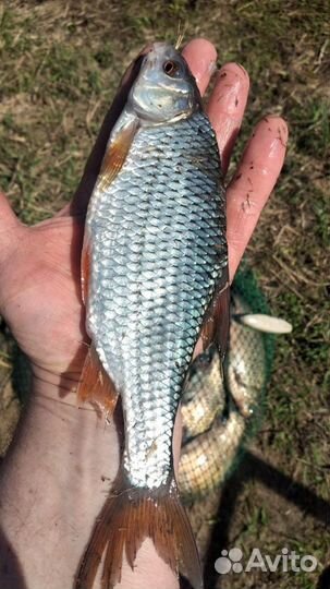 Платная рыбалка