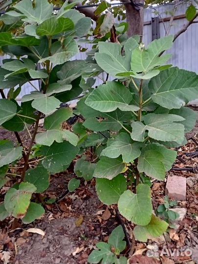 Саженцы инжира