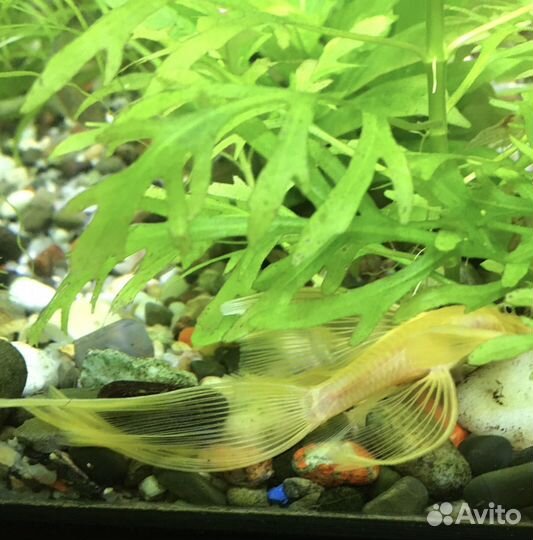 Анциструс вуалевый. Креветки