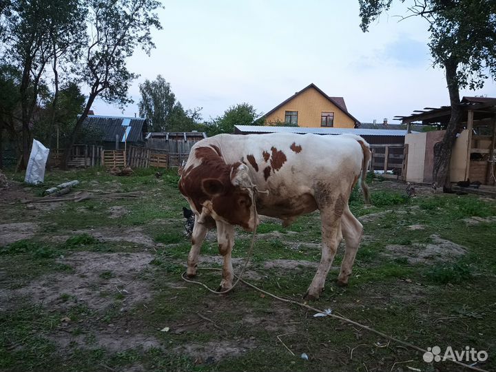 Быки на племя или на мясо