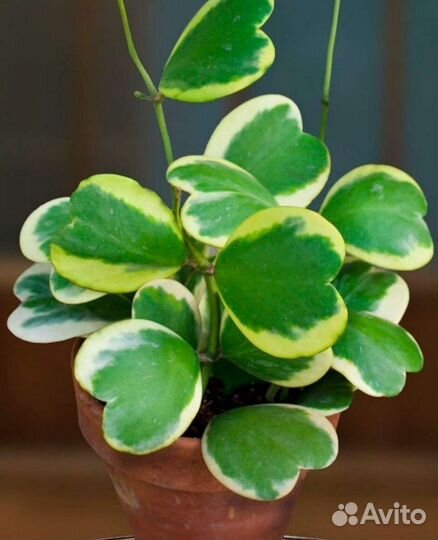 Хойя Керри / Hoya Kerrii