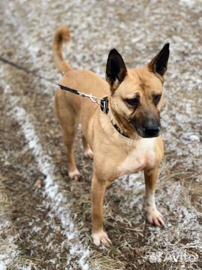 Собака в добрые руки