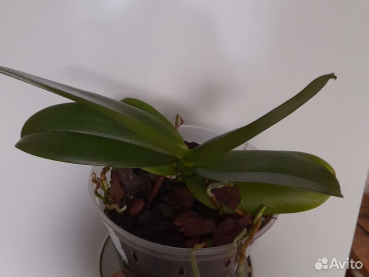 Орхидея фаленопсис
