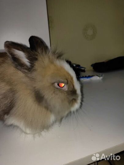 Декоративные кролики