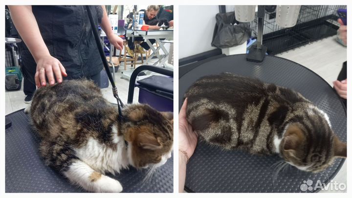 Груминг собак и кошек