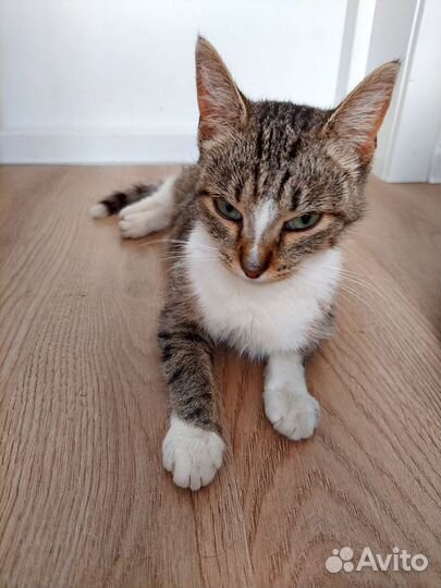 Кошечка Леся в добрые руки