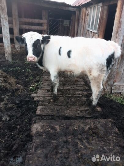 Бык и тёлочка