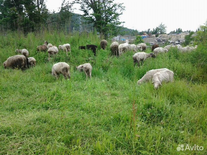 Овцы и козы