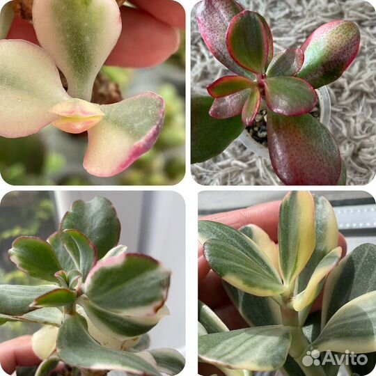 Сортовые крассулы crassula var