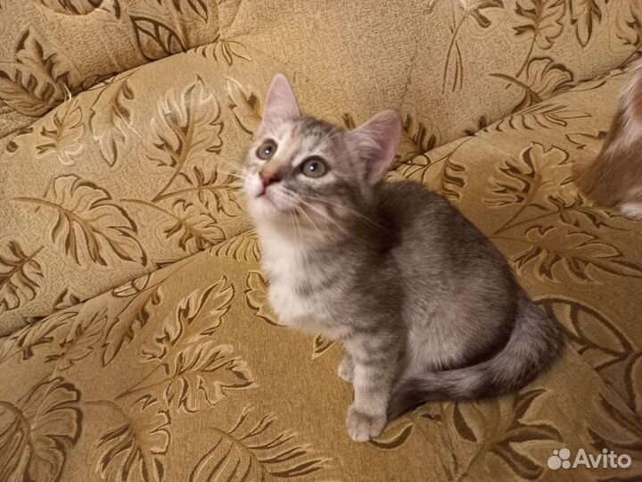 Кошка в дар бесплатно