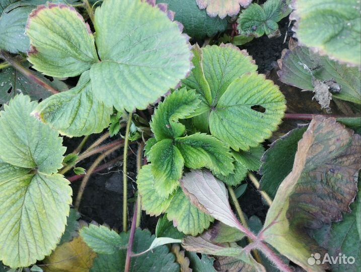 Рассада клубники