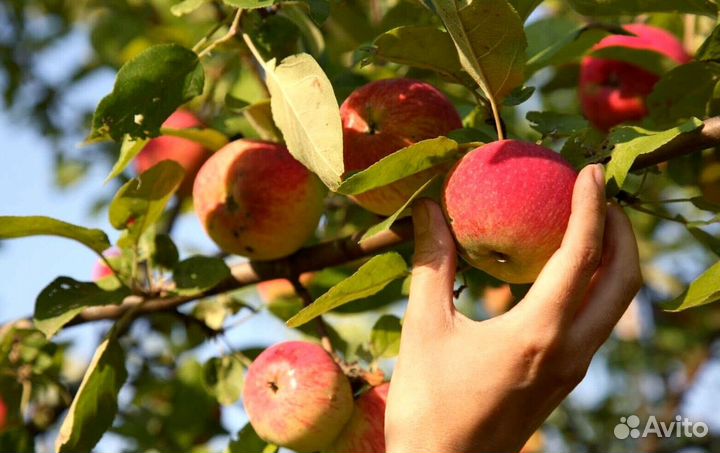 Разнорабочий с проживанием