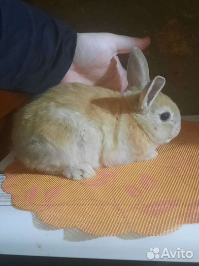 Крольчата 1-3мес