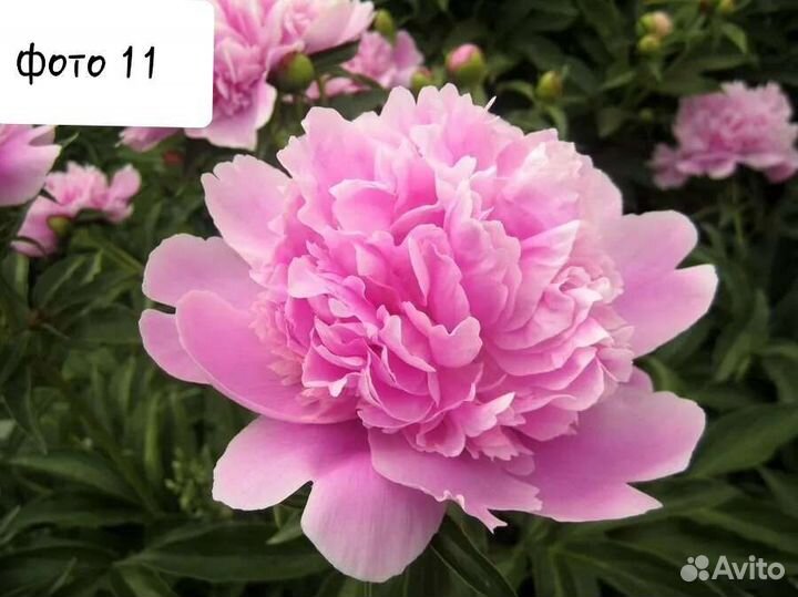 Многолетние цветы 2