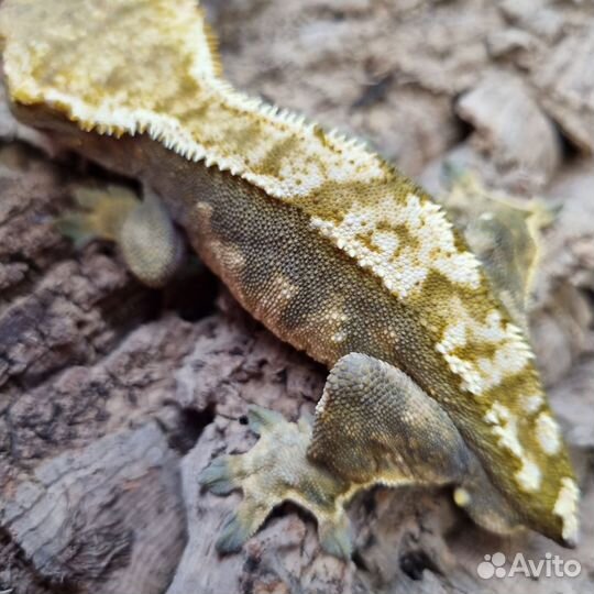 Геккон бананоед самки и самцы