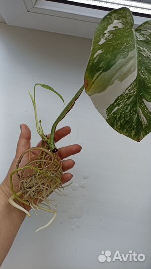 Монстера вариегатная альба