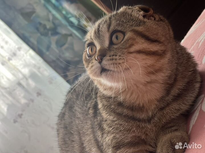 Шотландская шиншилла