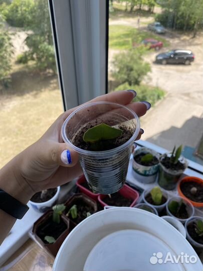 Замиокулькас